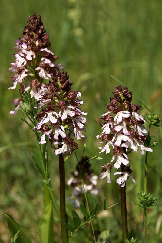 Unser Orchideenpark Bild Nr.054